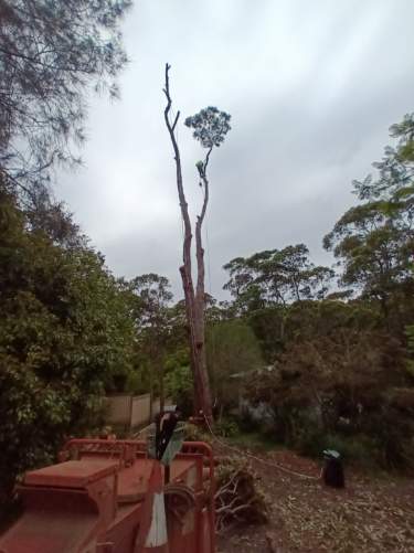 Richard Barnes Tree Services | 766 Wagonga Scenic Dr, Narooma NSW 2546, Australia | Phone: 0477 257 760