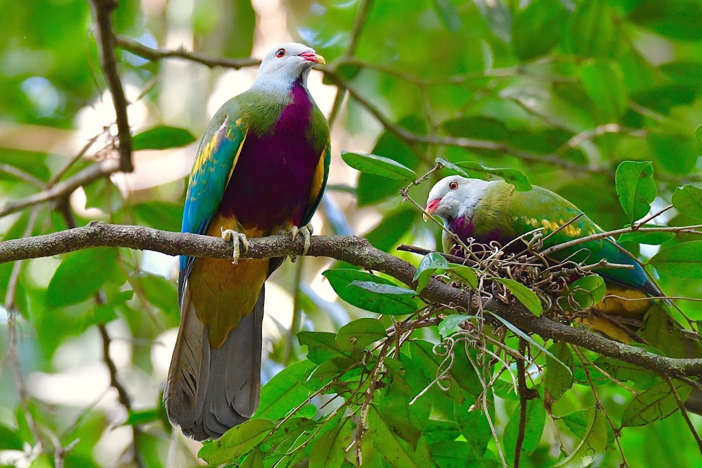 Eyes on Wildlife Birding & Wildlife Tours - Atherton - Australia | 2 Jessop Rd, Atherton QLD 4883, Australia | Phone: 0439 817 214