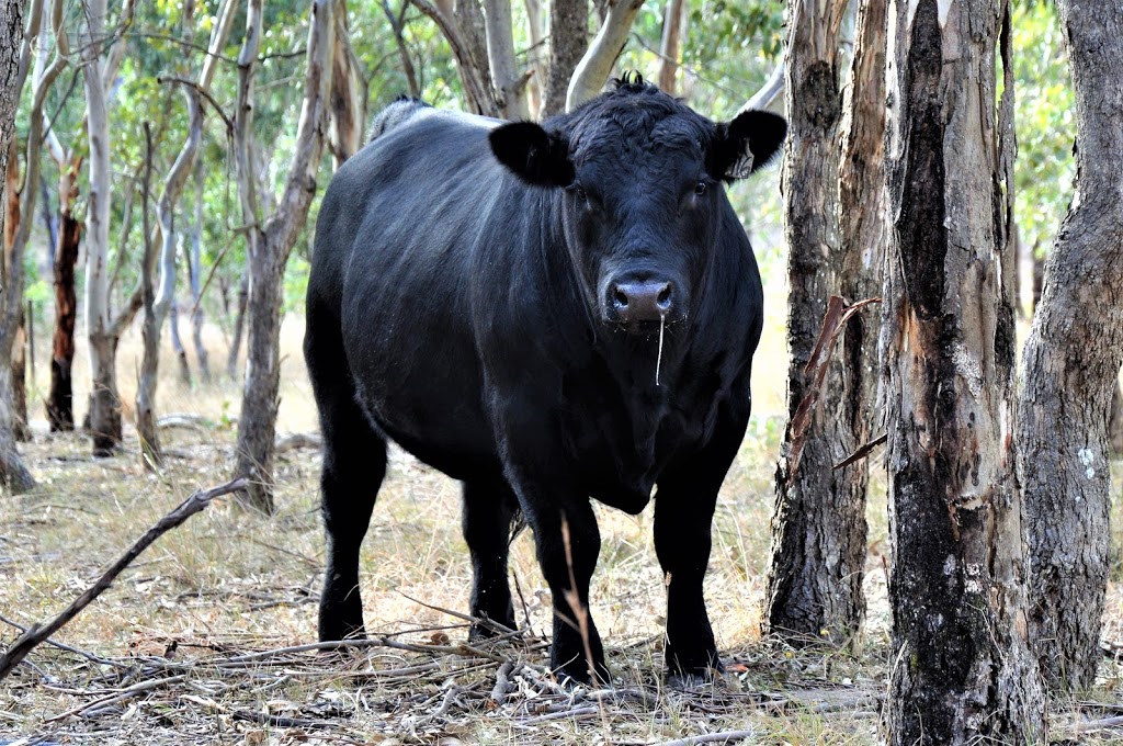 Clunes Crossing Angus | 705 Sorrento Rd, Dalveen QLD 4374, Australia | Phone: 0409 206 792