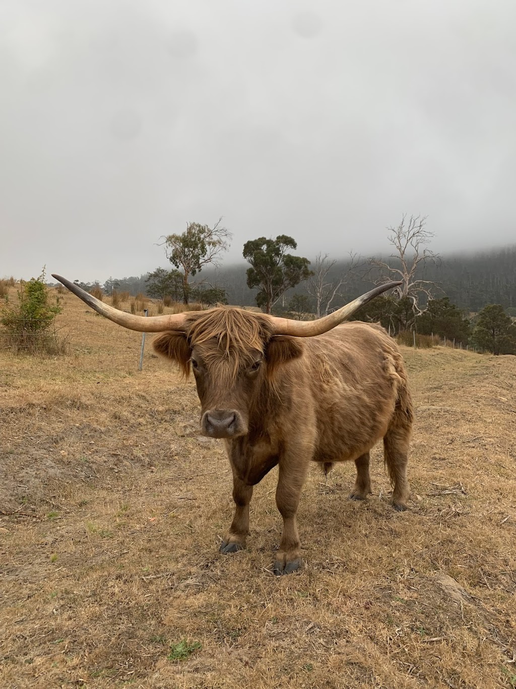 Eventide Sanctuary | 473 Sugarloaf Rd, Carlton River TAS 7173, Australia | Phone: 0456 748 170 Eventide Sanctuary | 473 Sugarloaf Rd, Carlton River TAS 7173, Australia | Phone: 0456 748 170