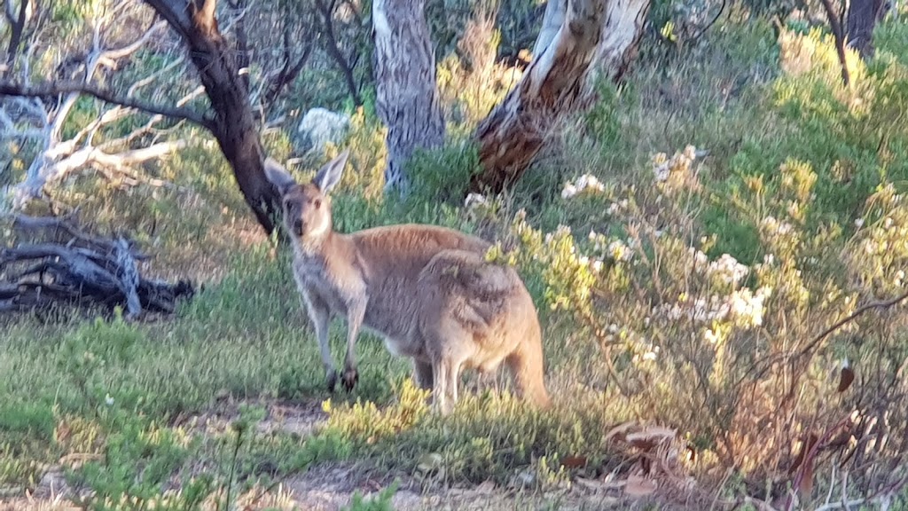 Aldinga Scrub Conservation Park | park | Aldinga Beach SA 5173, Australia