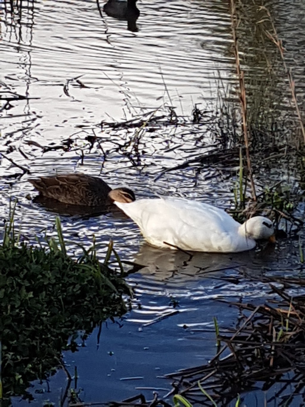 Huntingdale Wetlands | park | Mount Waverley VIC 3149, Australia