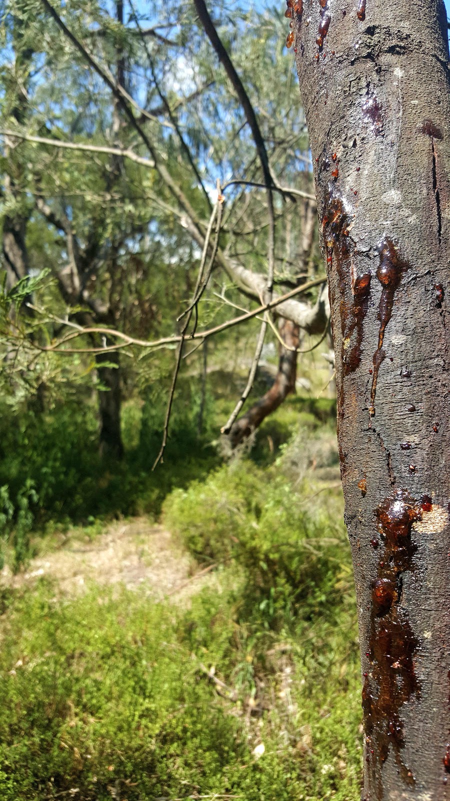 Tenterfield Park | park | Derby St, Tenterfield NSW 2372, Australia