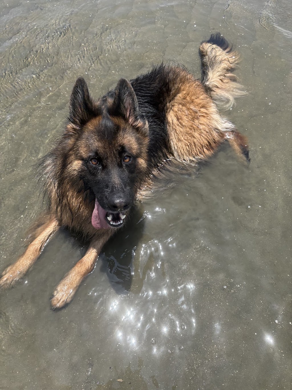 Synergy Veterinary Behaviour Solutions | 26 Gymkhana Pl, Dayboro QLD 4521, Australia | Phone: (07) 3077 5022