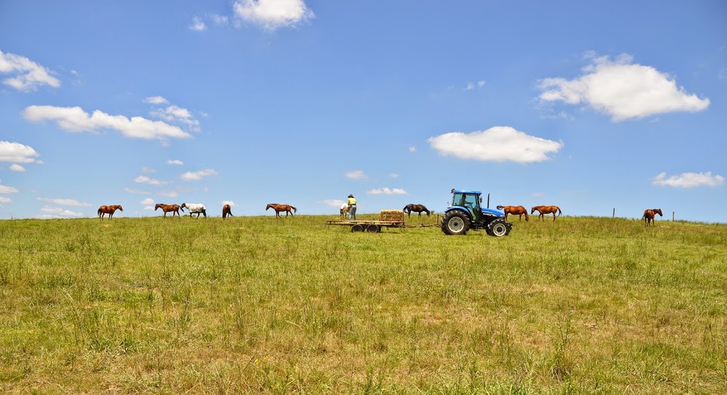 Scenic NSW Equine Centre | 205 Campbelltown Rd, Denham Court NSW 2565, Australia | Phone: (02) 9605 7410