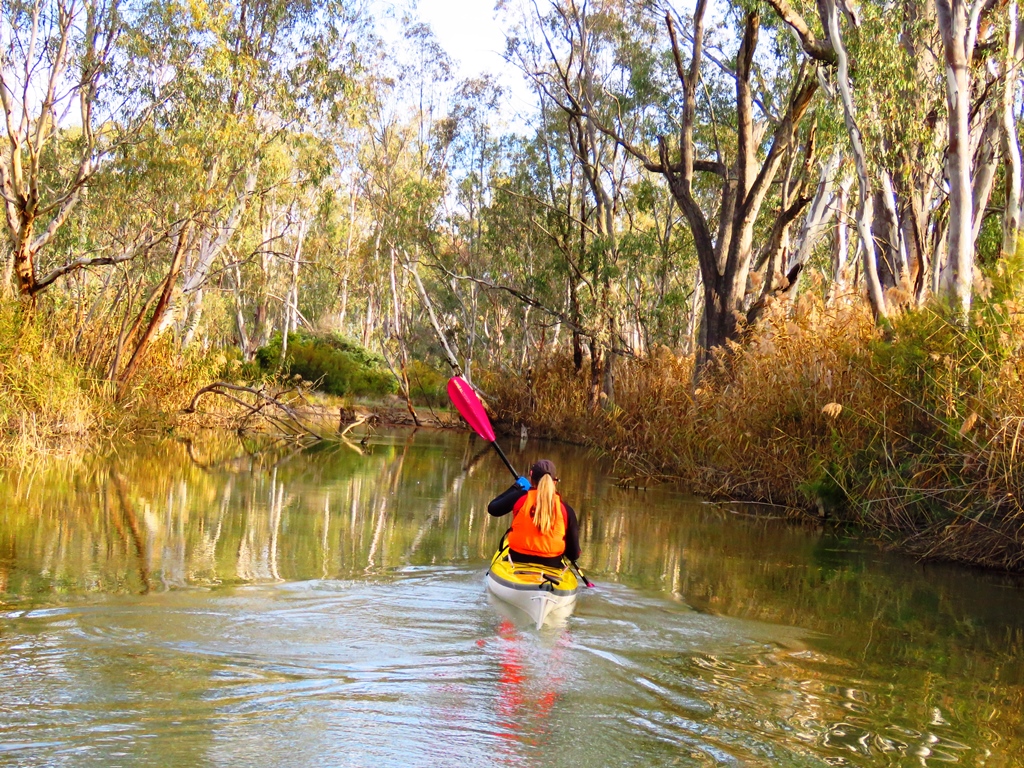 Sydney Harbour Kayaks Murray River Adventures (Cohuna, Vic) | 104 King Edward St, Cohuna VIC 3568, Australia | Phone: 0413 005 787