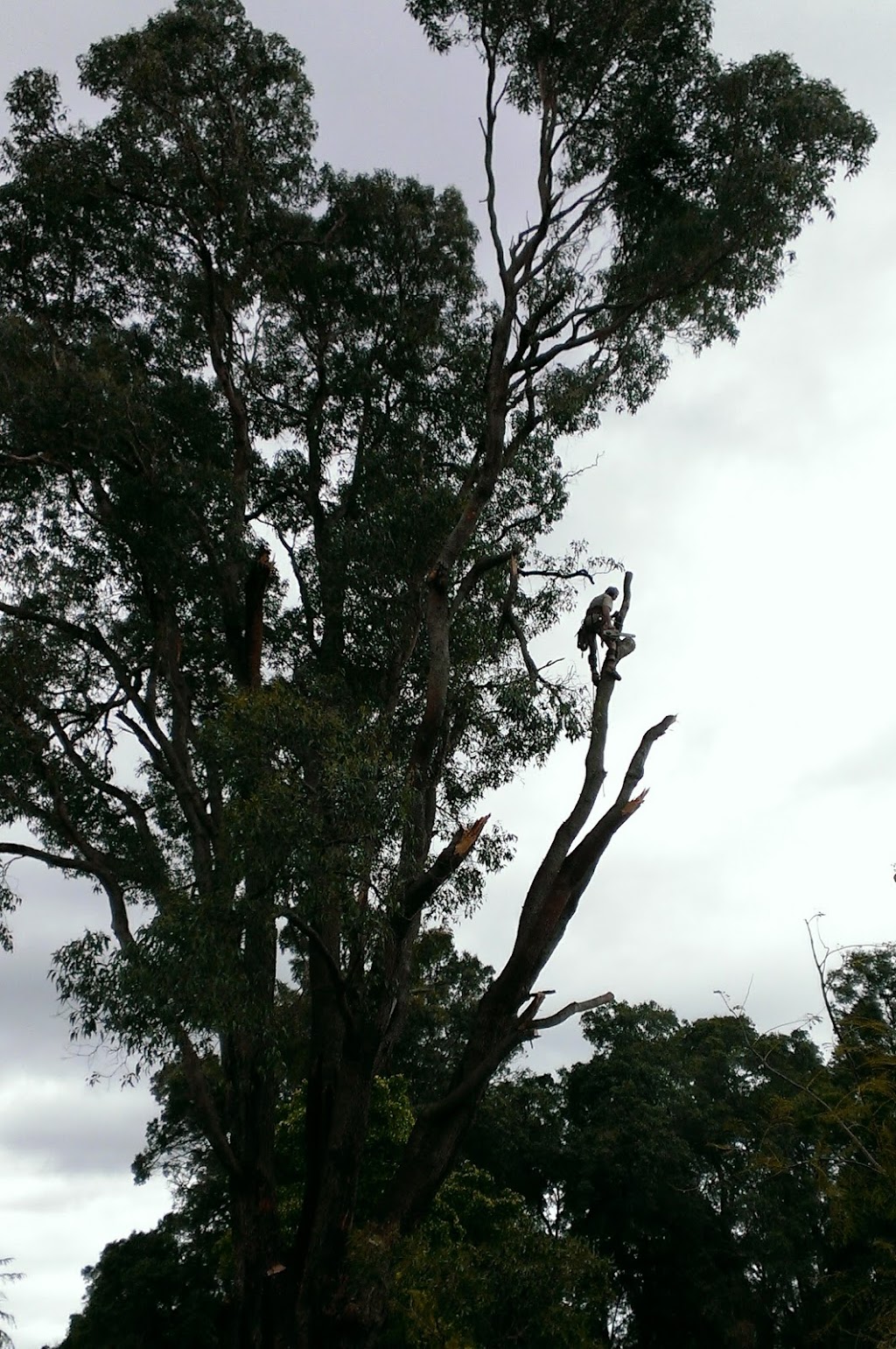 Fritzs Tree Services |  | 241 Bahen Rd, Kalamunda WA 6076, Australia | 0417930553 OR +61 417 930 553