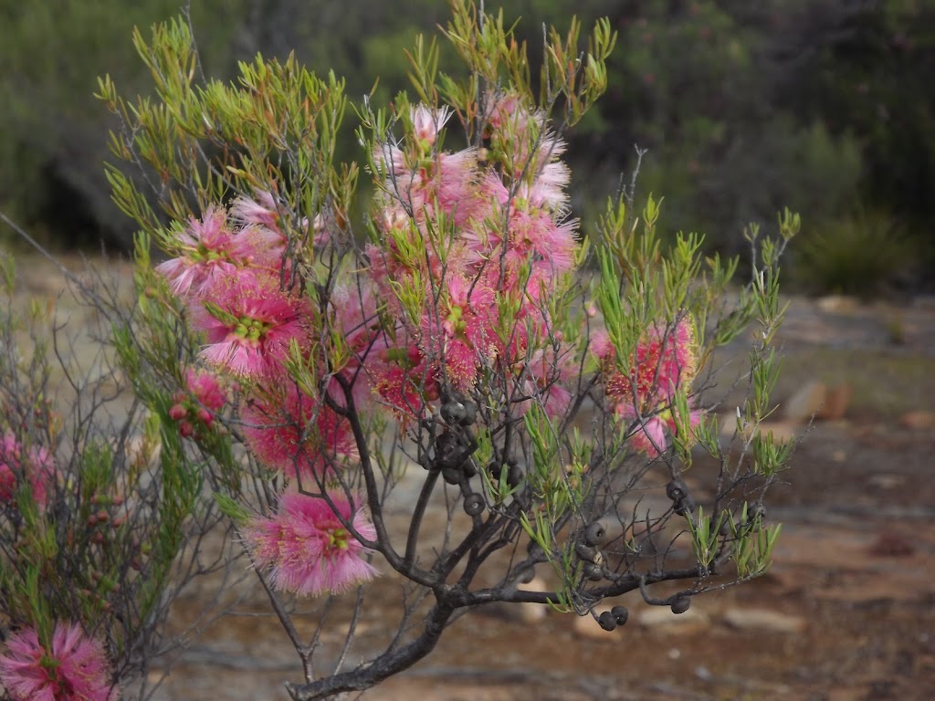 The Great Western Woodlands | 117 Roberts St, Norseman WA 6443, Australia | Phone: 0400 908 834