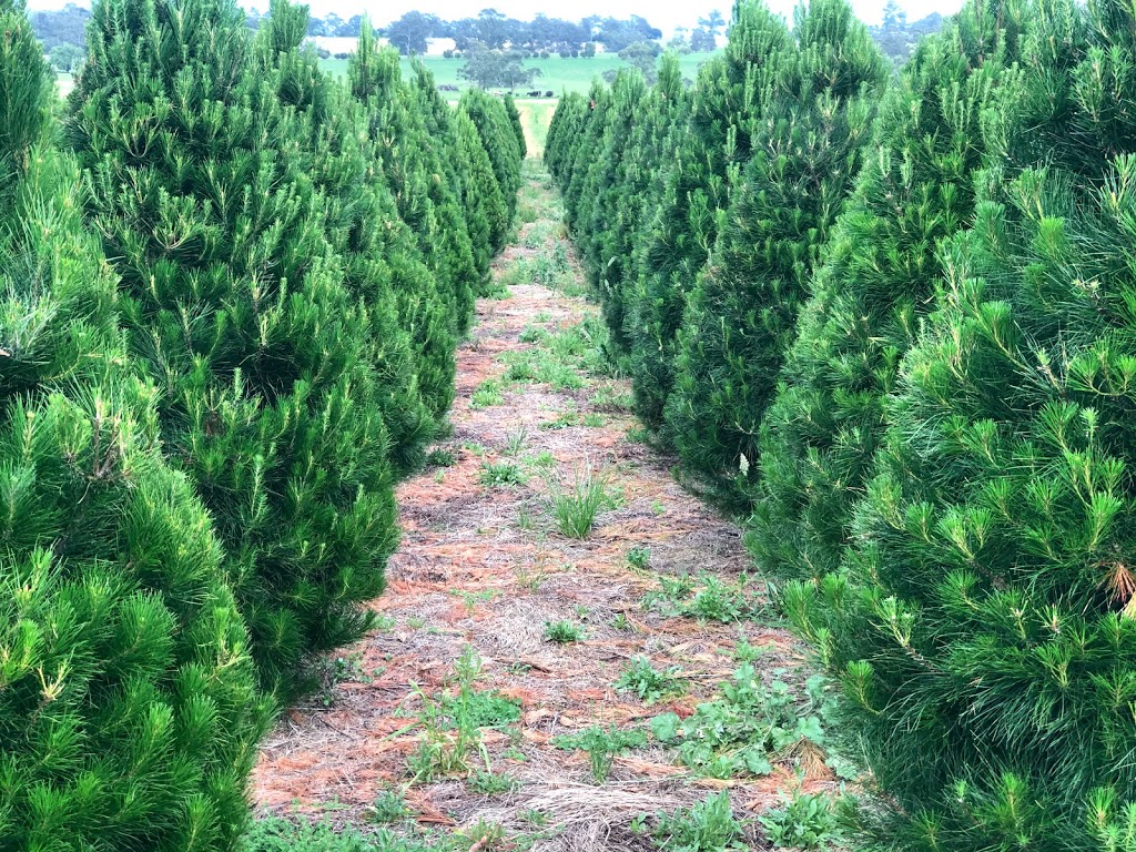 Shady Creek Christmas trees | 651 Darnum-Shady Creek Rd, Shady Creek VIC 3821, Australia | Phone: 0403 675 374
