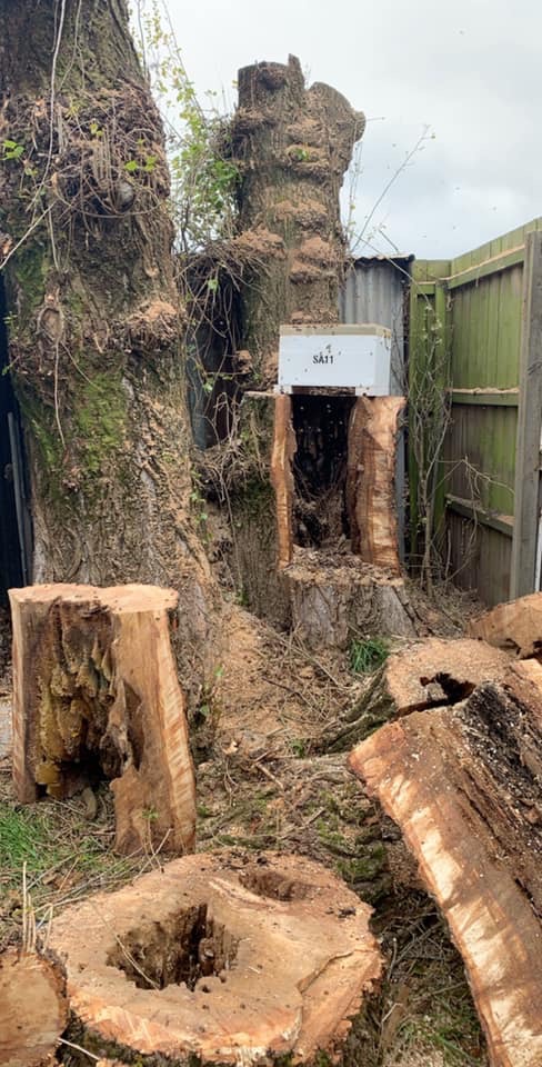 Rapid Mini Chip & Tree Removal | Sutton St, Delacombe VIC 3356, Australia | Phone: 0409 005 227
