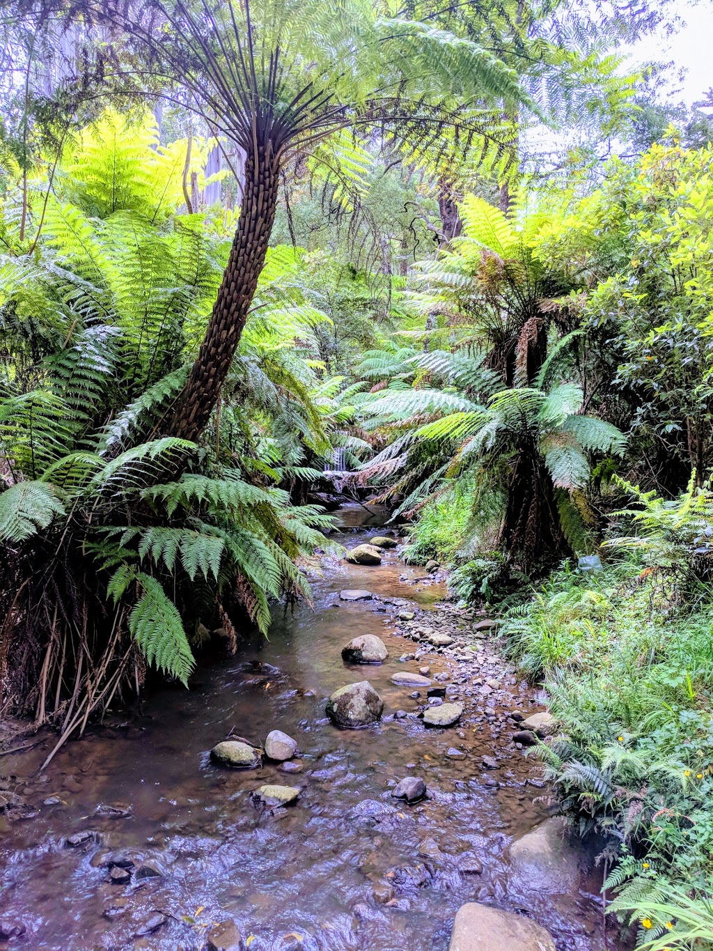 Beagleys Picnic Ground | 37C Perrins Creek Rd, Kallista VIC 3791, Australia