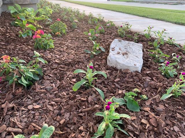 Lattas lawn and gardening services | 1 Cedar Wattle Pl, Narellan Vale NSW 2567, Australia | Phone: 0409 988 805