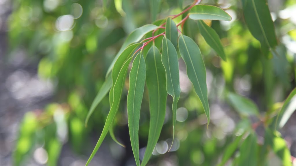 Speciality Trees |  | 1060 Wellington Rd, Narre Warren East VIC 3804, Australia | 0395542000 OR +61 3 9554 2000