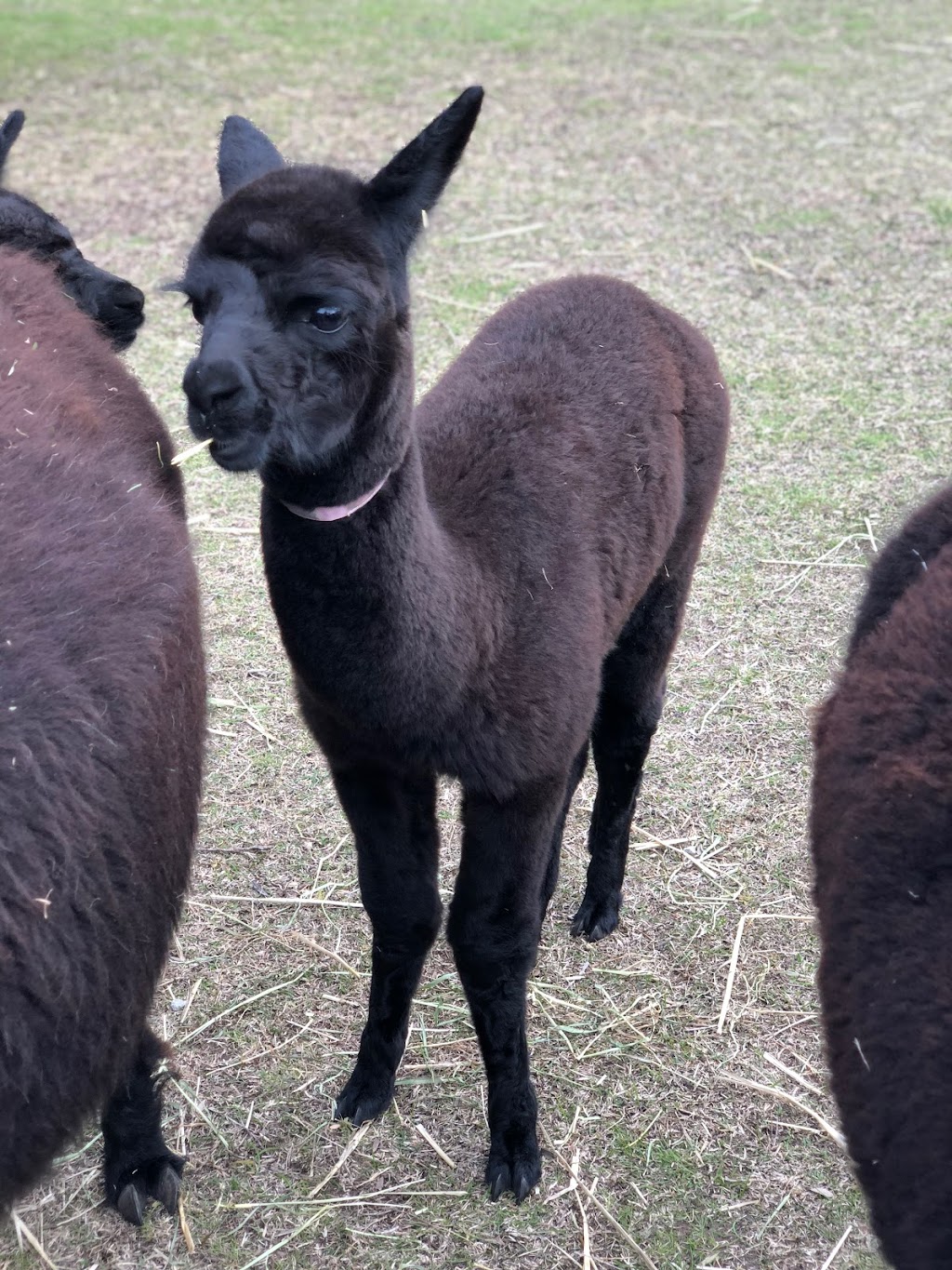 Pero Alpacas | 286 Browns Rd, Fingal VIC 3939, Australia | Phone: 0422 699 122