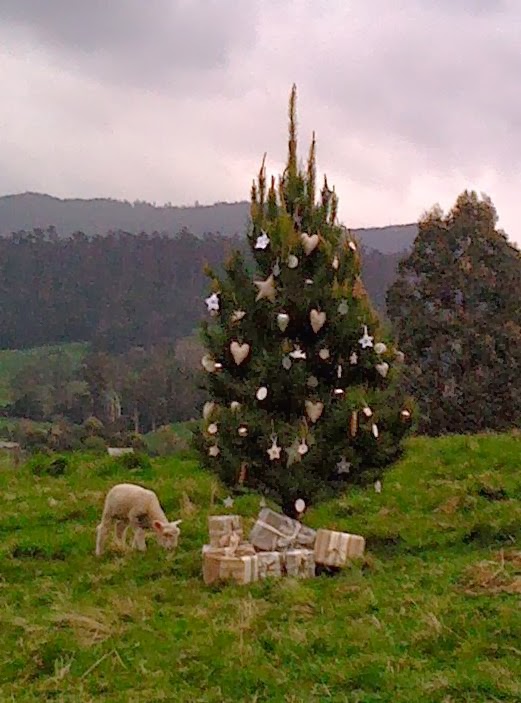 Killiecrankie Farm Christmas Trees | 228 Glengarry Rd, Glengarry TAS 7275, Australia