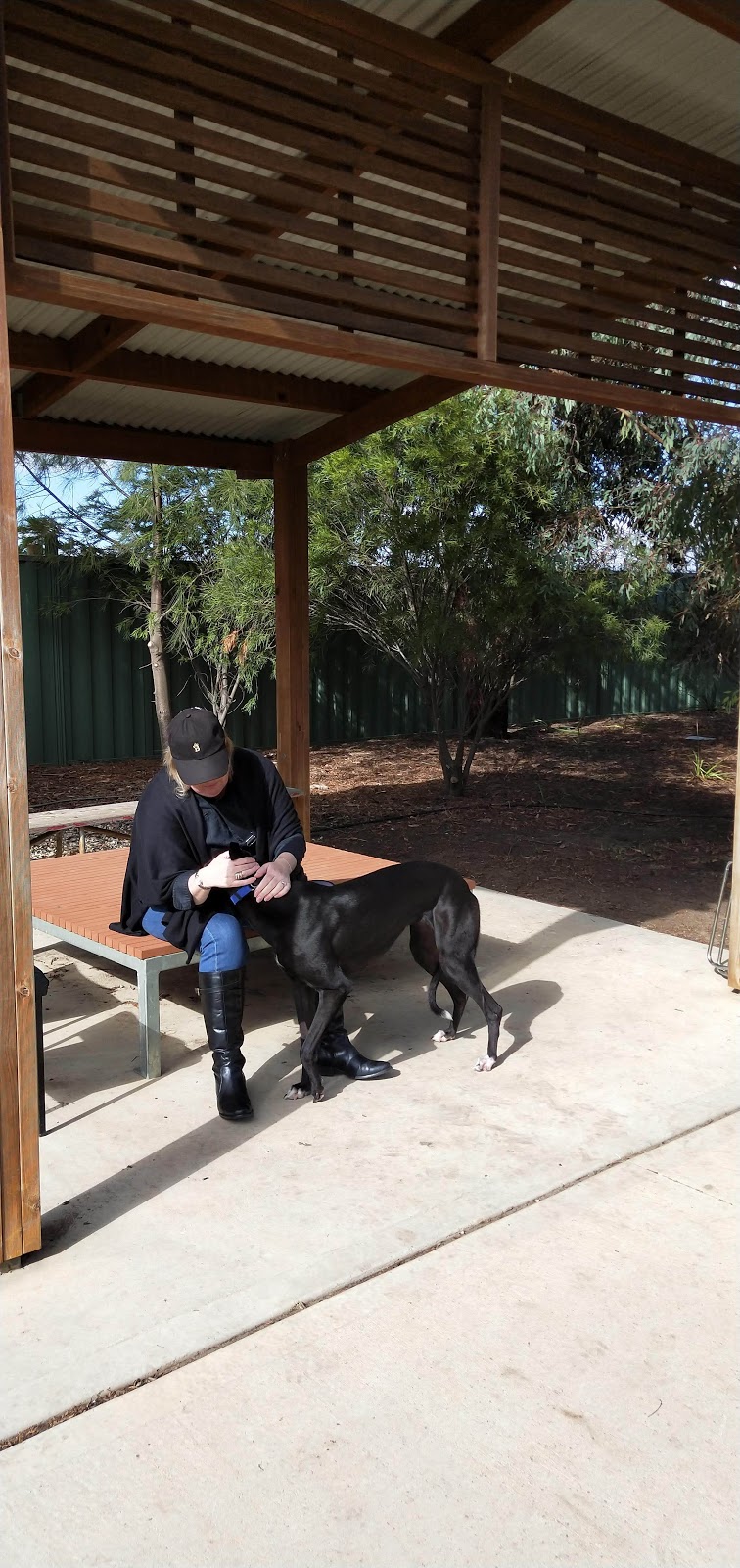 Greyhound Adoption Program | 298 Goulburn Valley Hwy, Seymour VIC 3660, Australia | Phone: (03) 5799 0166