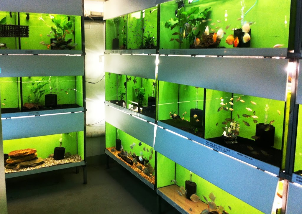 Aquariums In Cairns | pet store | 118 Maitland Rd, Gordonvale QLD 4865, Australia | 0419246307 OR +61 419 246 307