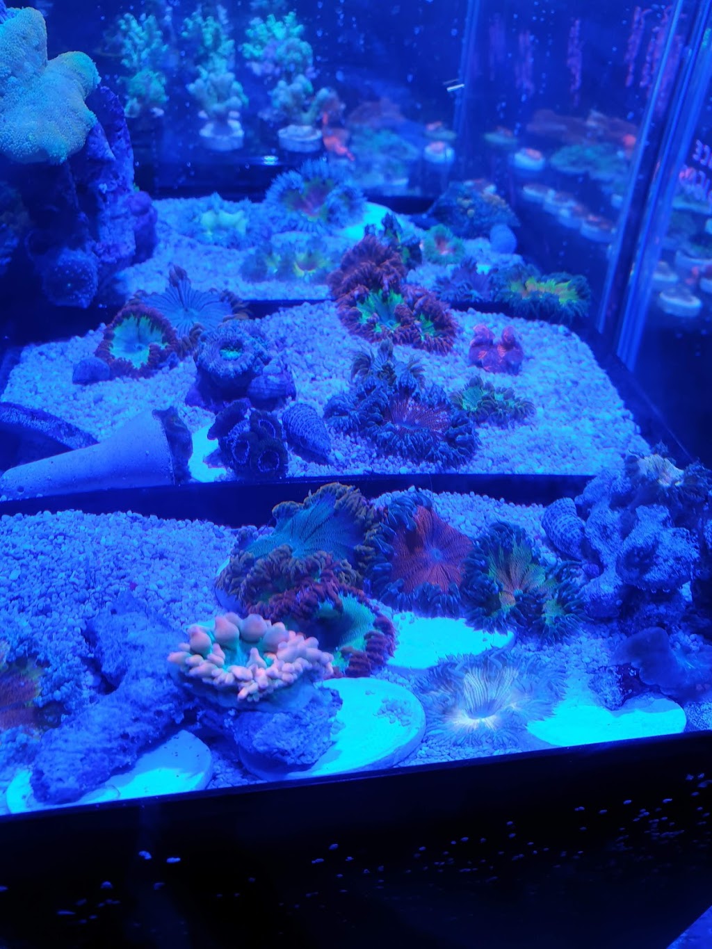 Deer Park Aquarium | 4/87 Station Rd, Deer Park VIC 3023, Australia | Phone: (03) 8390 0019