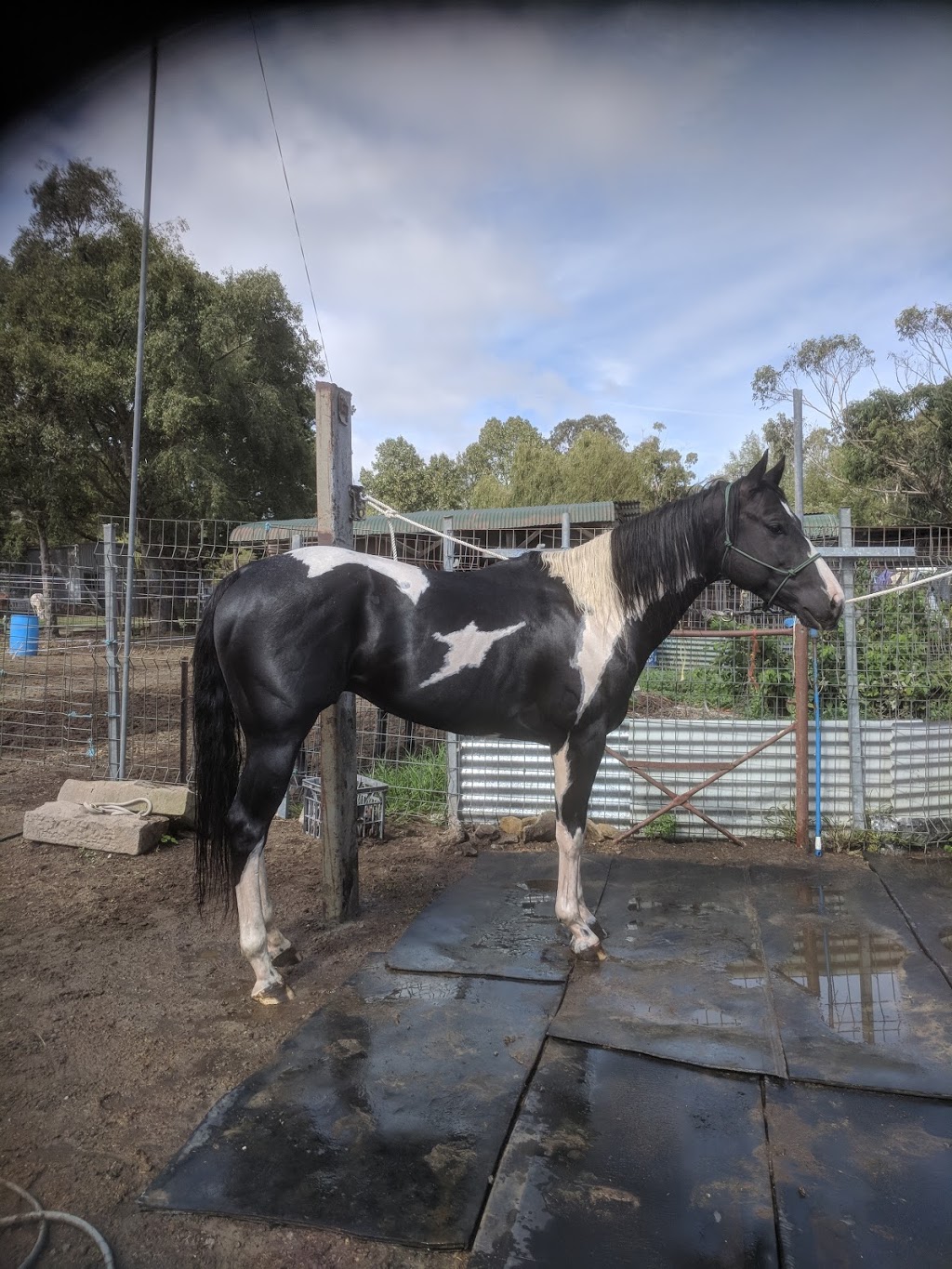 Little Cowgirls & Cowboys Pony Parties | 20 Beech St, Colo Vale NSW 2575, Australia | Phone: 0411 700 094