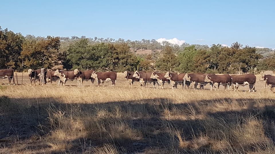 Tycolah Poll Herefords | 104 Horton Rd, Cobbadah NSW 2347, Australia | Phone: (02) 6783 2278