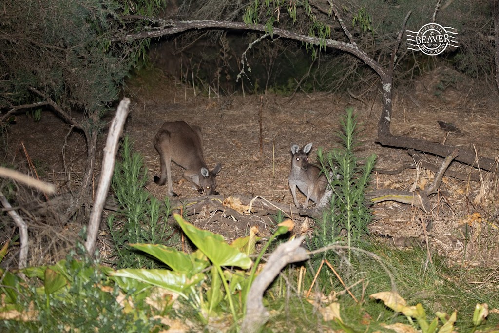 Possum Spotlighting Trail | Layman Rd, Wonnerup WA 6280, Australia