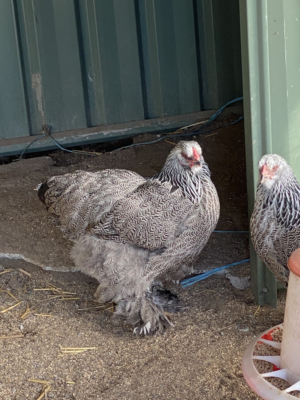 Chrissy’s Happy Hens | 105 Bull Ridge Rd, East Kurrajong NSW 2758, Australia | Phone: 0401 673 552