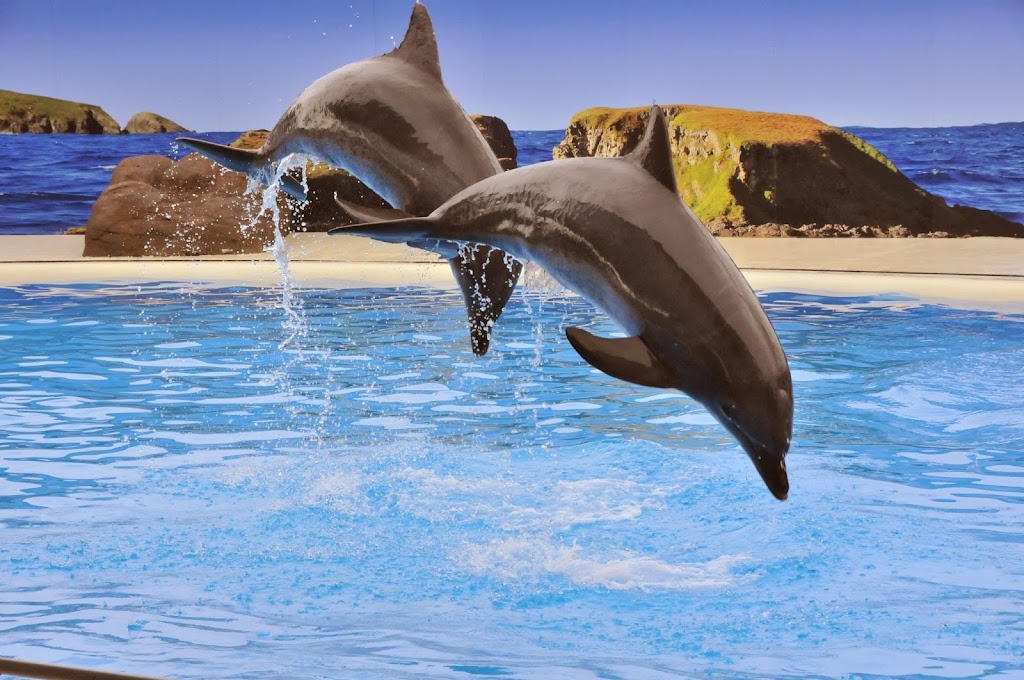 Dolphin Marine Conservation Park | tourist attraction | 65 Orlando St, Coffs Harbour NSW 2450, Australia | 0266591900 OR +61 2 6659 1900