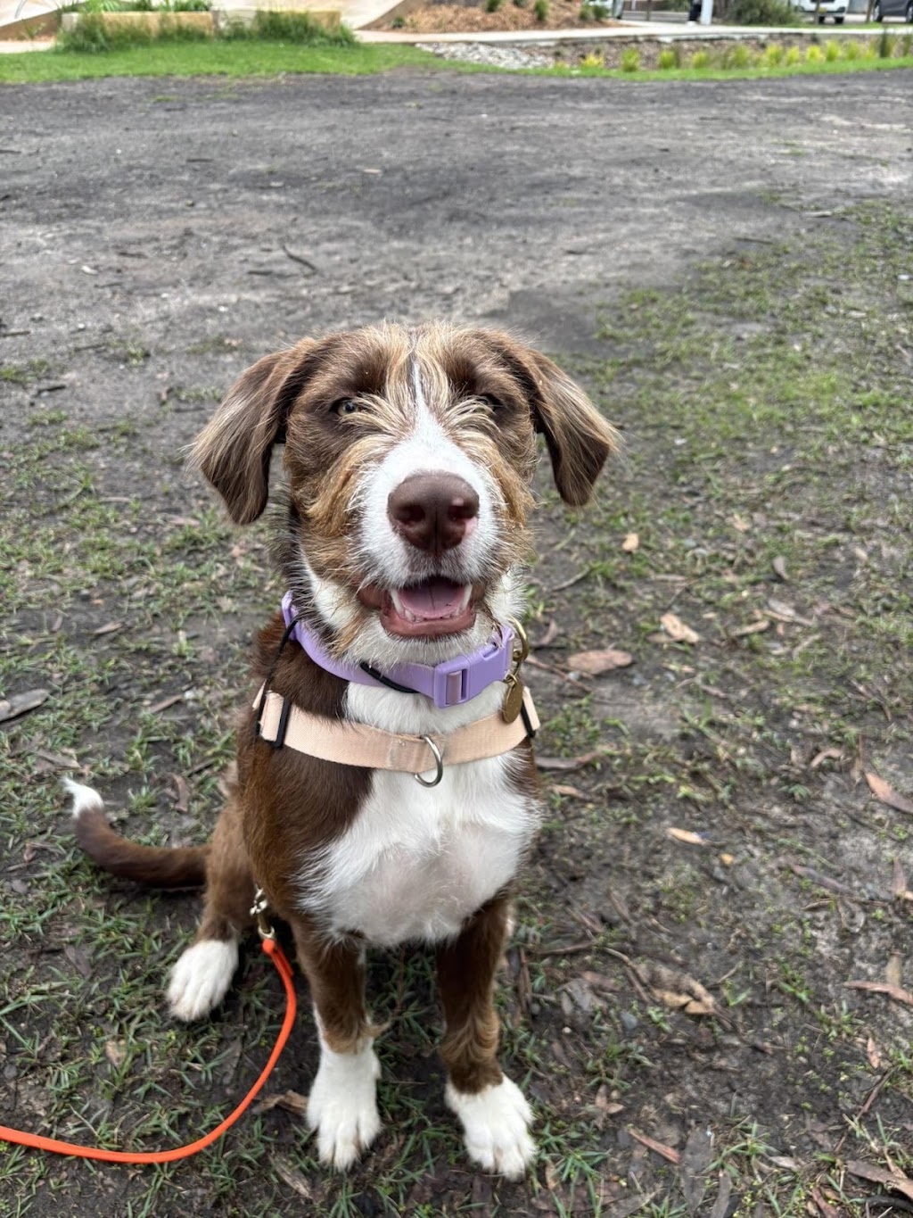 Debs Dog Training | Failford NSW 2430, Australia | Phone: 0494 551 882