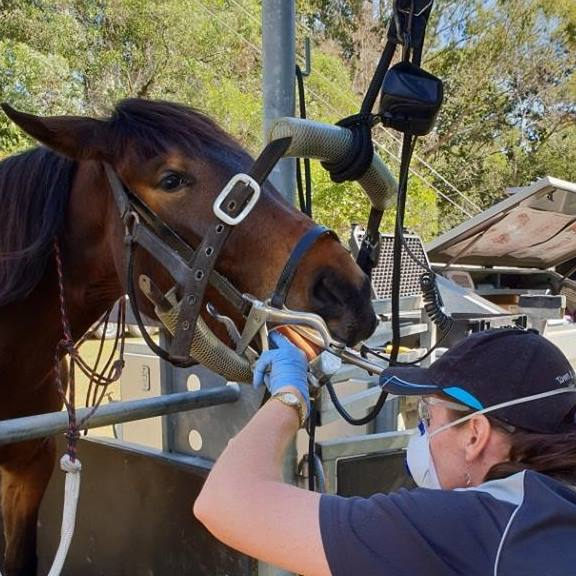 Town & Country Vet Care | 3 Gainsborough Dr, DAguilar QLD 4514, Australia | Phone: 0418 194 842