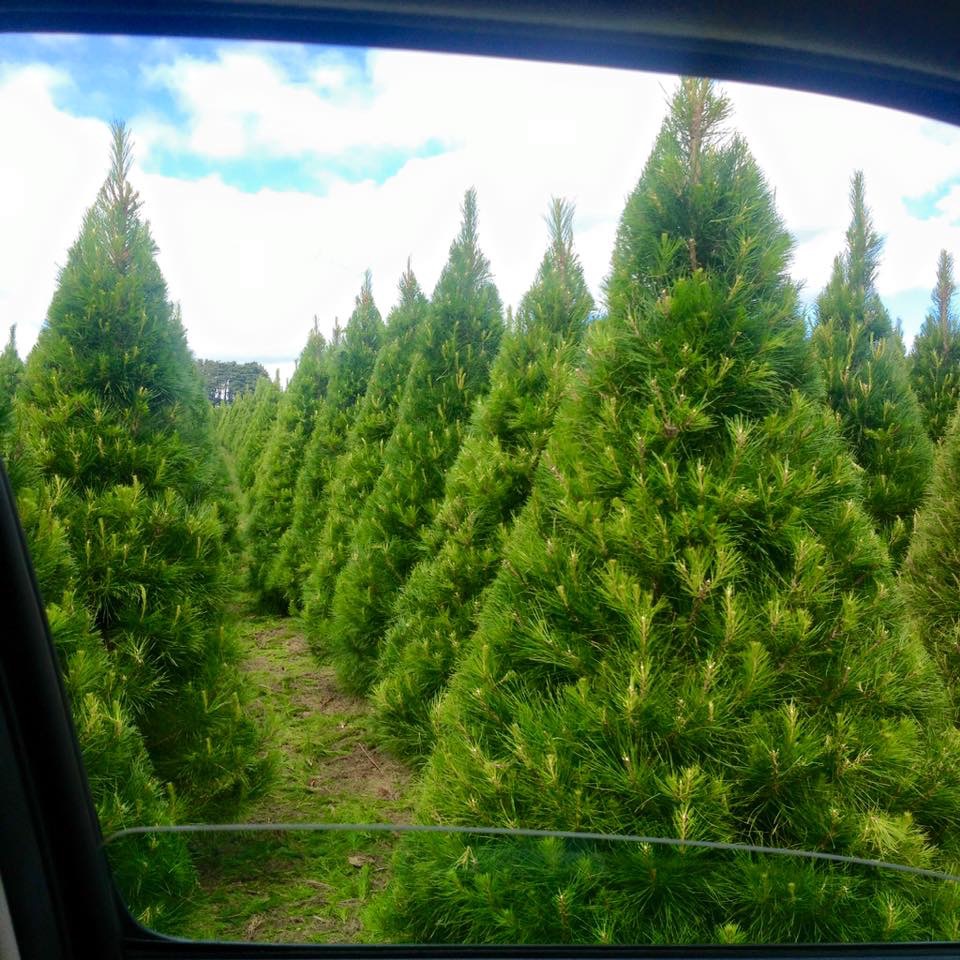 Daylesford Christmas Tree Farm | 197 Coopers Ln, Daylesford VIC 3461, Australia | Phone: 0418 509 776