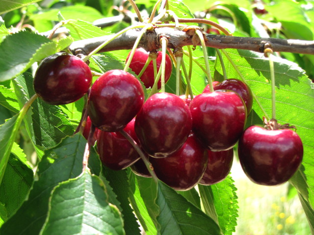 Tasmania Cherries | 503 Brown Mountain Rd, Campania TAS 7026, Australia | Phone: 0418 104 285