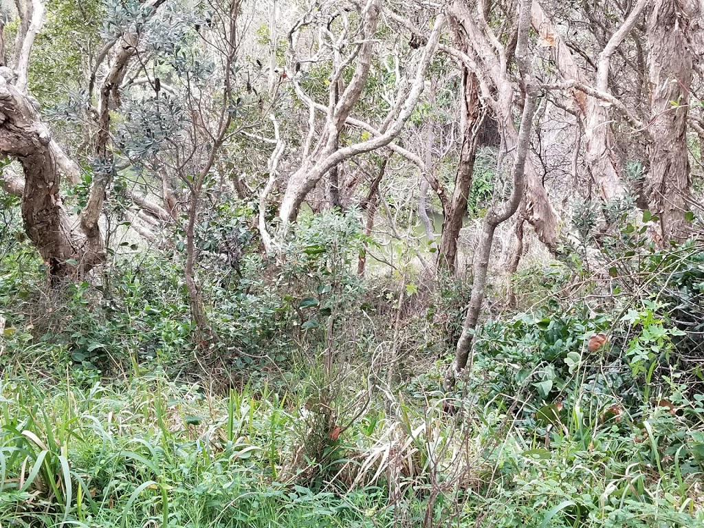 Angourie Green Pool | park | Unnamed Road, Angourie NSW 2464, Australia