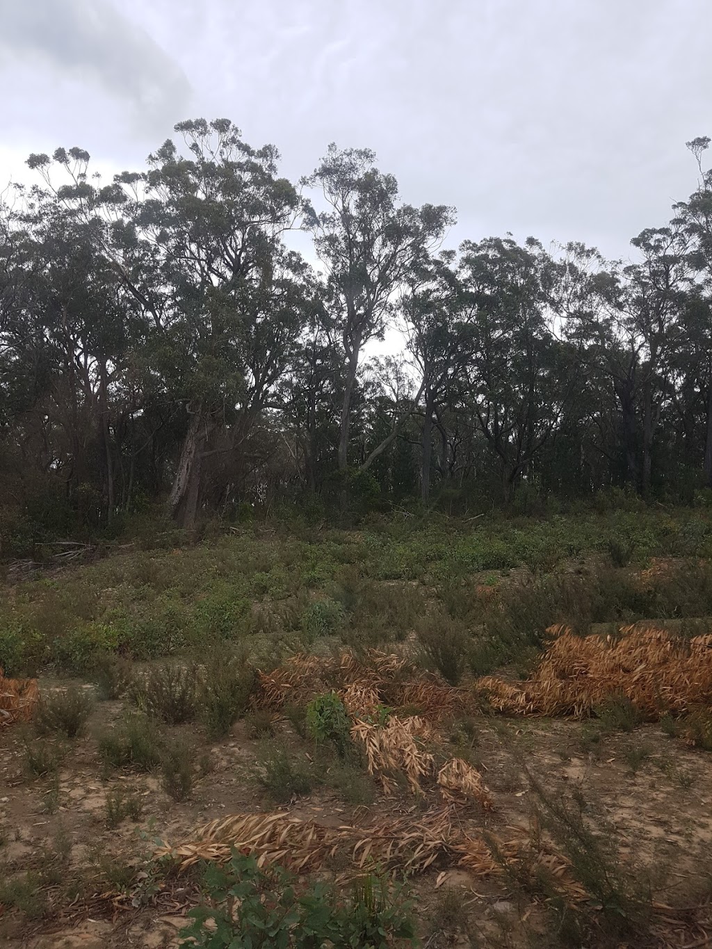 BELANGLO FOREST VICTIMS MEMORIAL | park | Belanglo NSW 2577, Australia