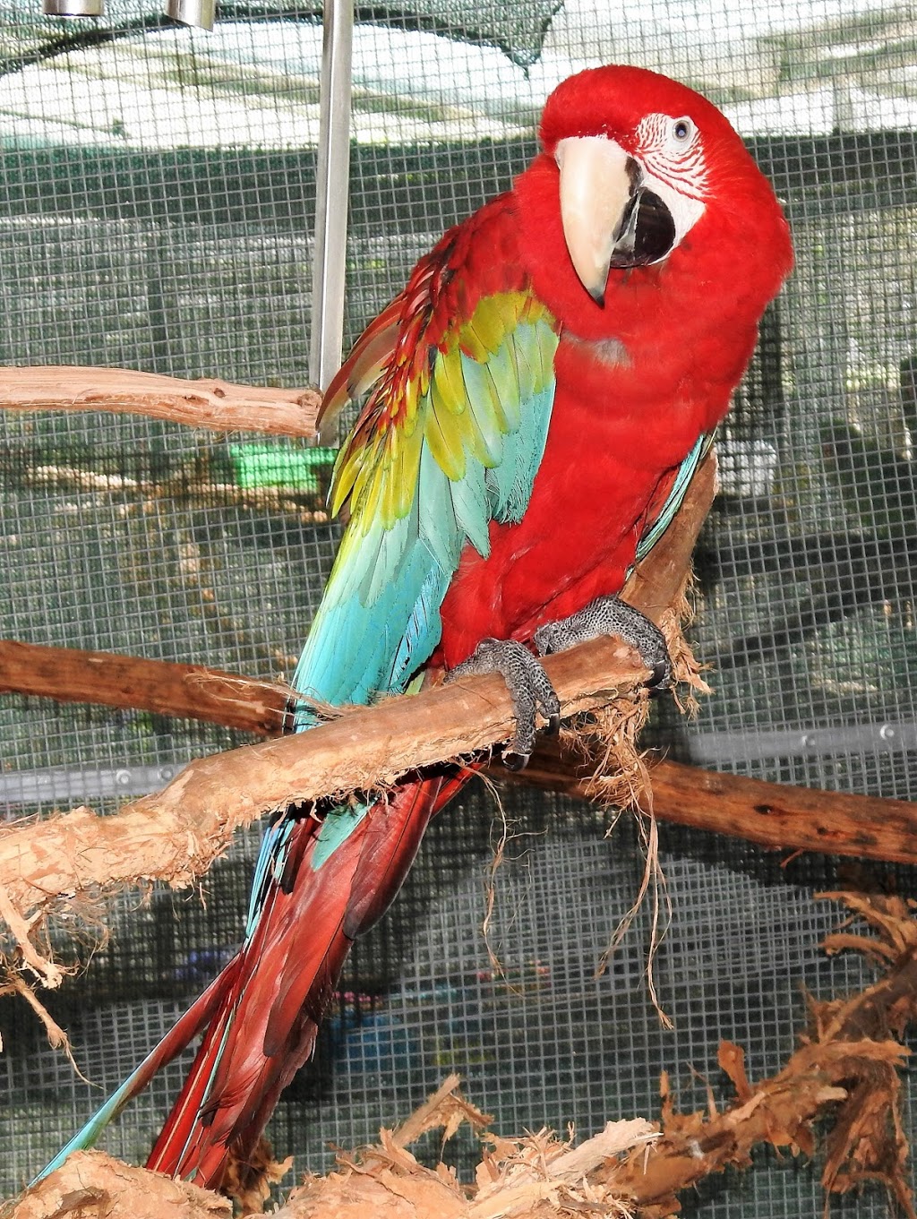 Parrots In Paradise | 2 Barrs Rd, Glass House Mountains QLD 4518, Australia | Phone: (07) 5438 7719