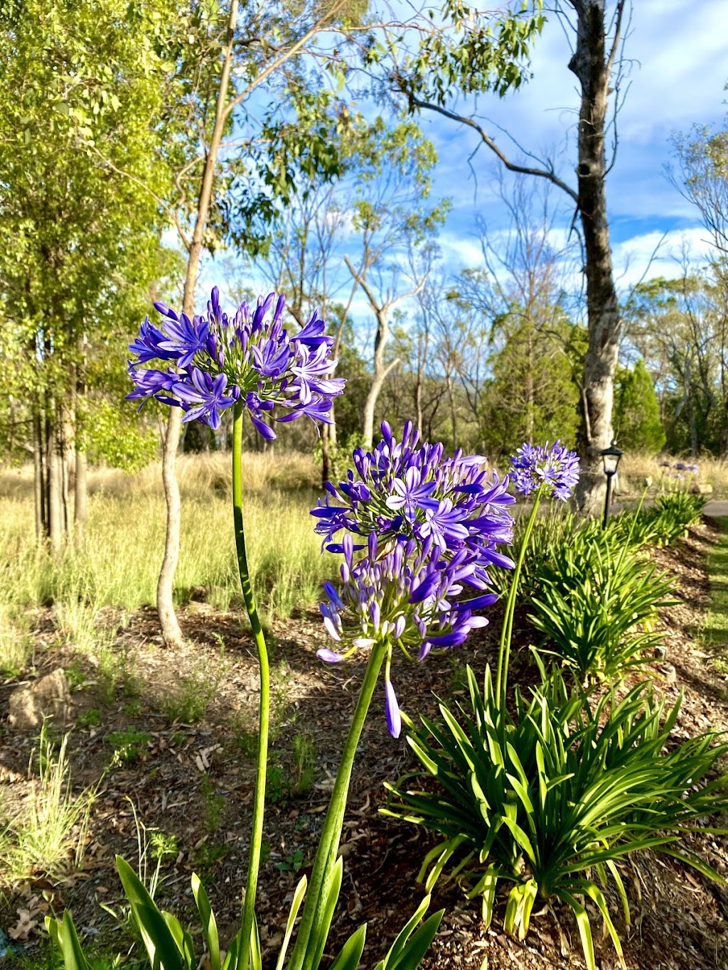 Ballandean Blooms | 123 Sundown Rd, Ballandean QLD 4382, Australia | Phone: 0412 130 402