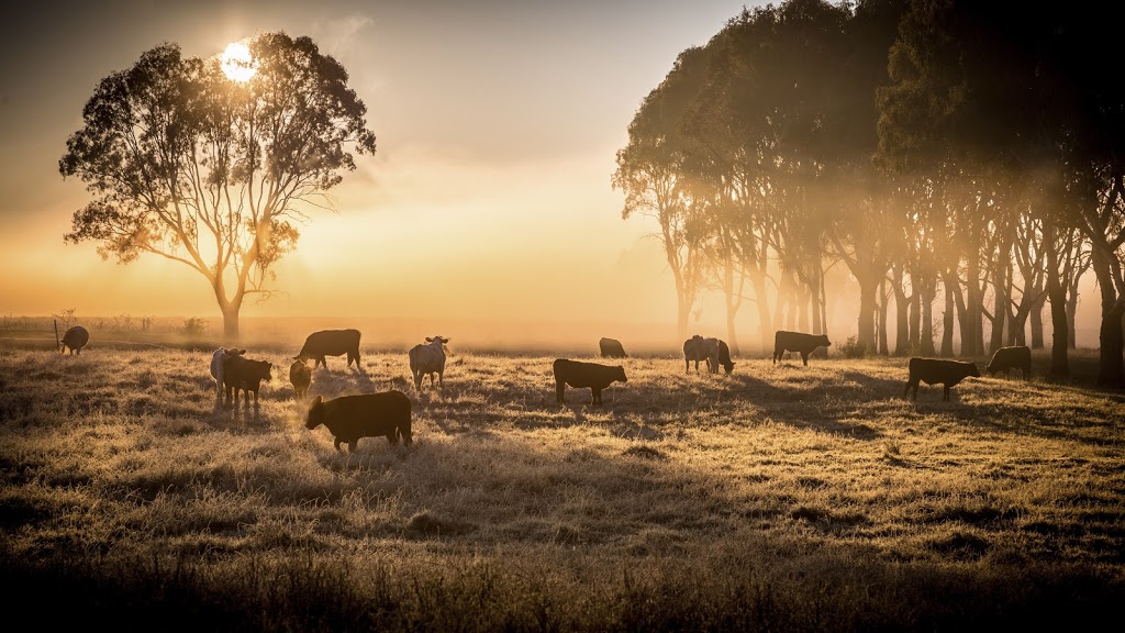 David Carter Professionals Crown Property & Livestock | 56 Barton St, Scone NSW 2337, Australia | Phone: 0438 453 172