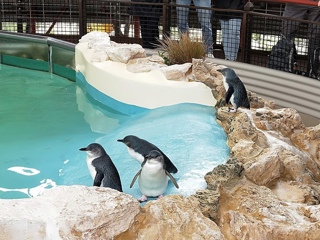 Penguin Island | park | Penguin Island, Perth WA 6168, Australia | 0895911333 OR +61 8 9591 1333