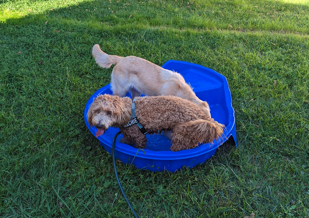 Friendly Tails | 115 Tempy Rd, Geilston Bay TAS 7015, Australia | Phone: 0420 701 993