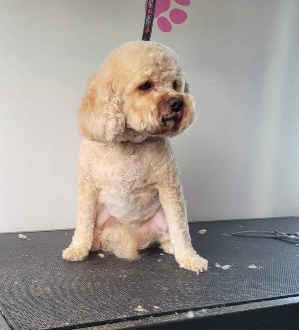 Fluff n Puff dog and cat grooming | 24A Wynyard Ave, Rossmore NSW 2557, Australia | Phone: 0410 330 551