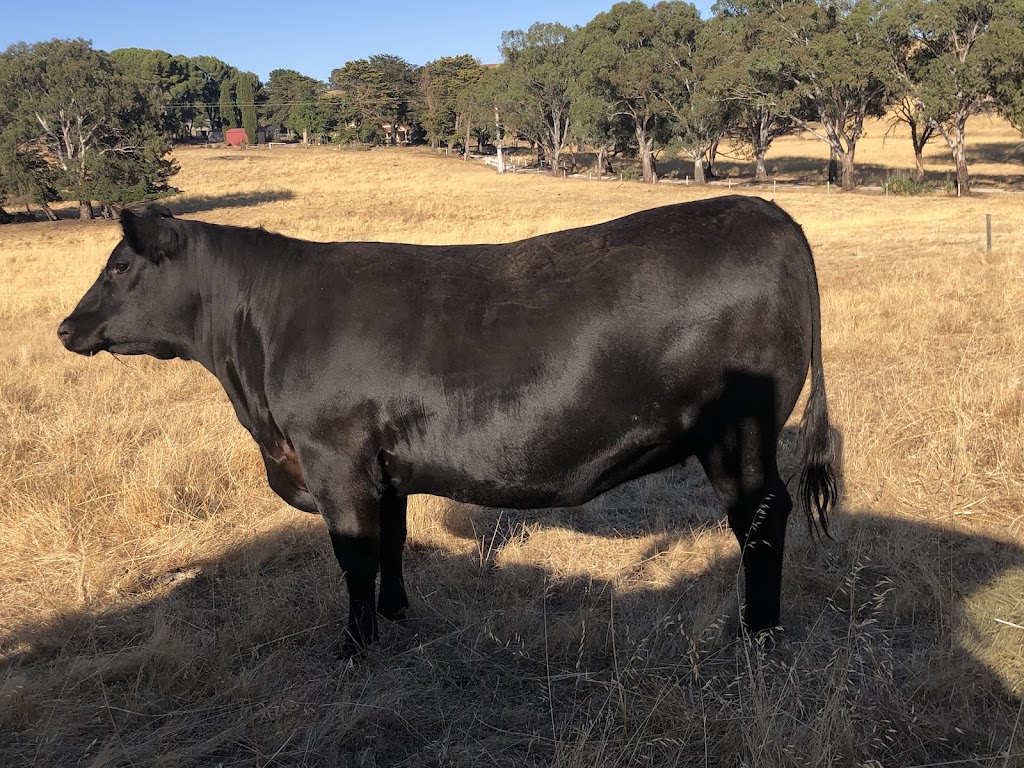 Tooloomba Angus | 72 Laubes Rd, Springton SA 5235, Australia | Phone: 0467 581 063
