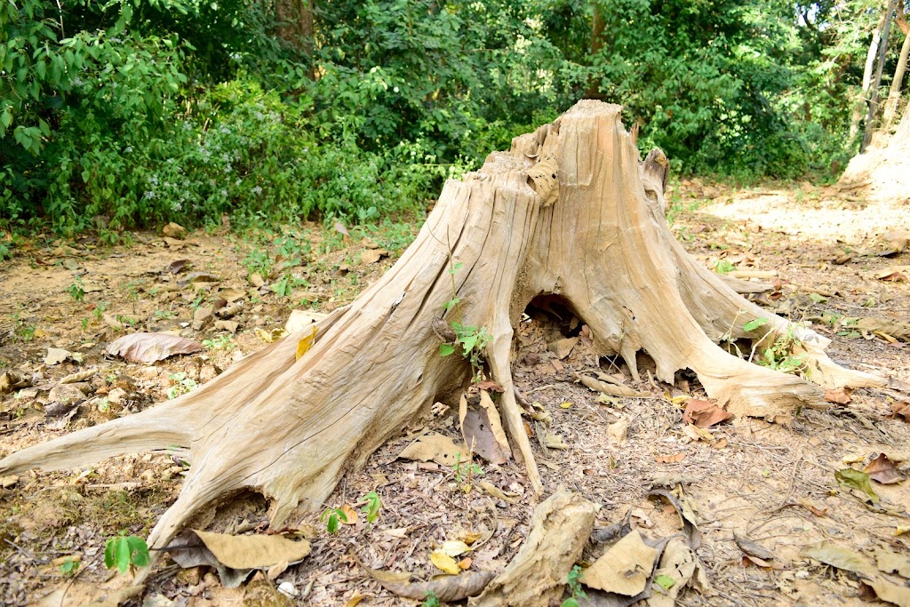 Cut Price Tree Service | Servicing Bankstown, Canterbury, Fairfield, Liverpool, Parramatta, Homebush Villawood, Guildford, Granville, Lidcombe, Merrylands, Auburn, Greystanes Cabramatta, Yagoona, Greenacre, Revesby, Strathfield, Milperra, 12 Badger Ave, Sefton NSW 2162, Australia | Phone: 0405 647 163
