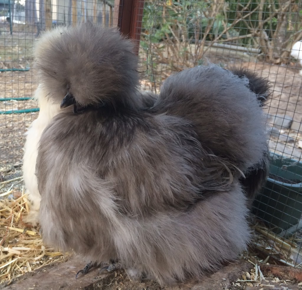 Chatty Chicks - Silkie Breeder | Cedar Vale QLD 4285, Australia