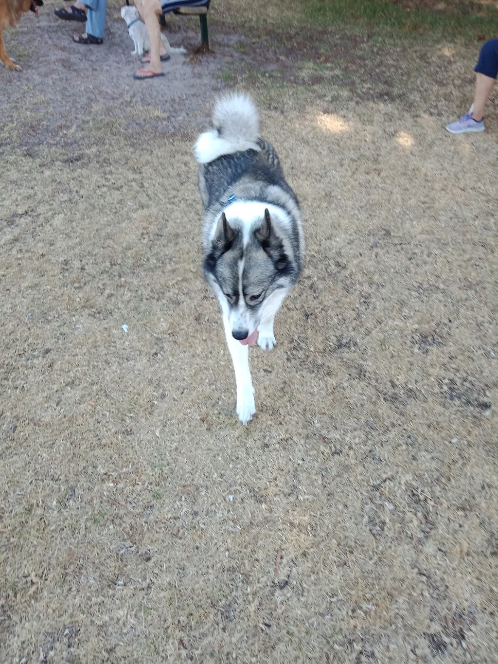 Leash free area (fenced) | park | Rosebud VIC 3939, Australia