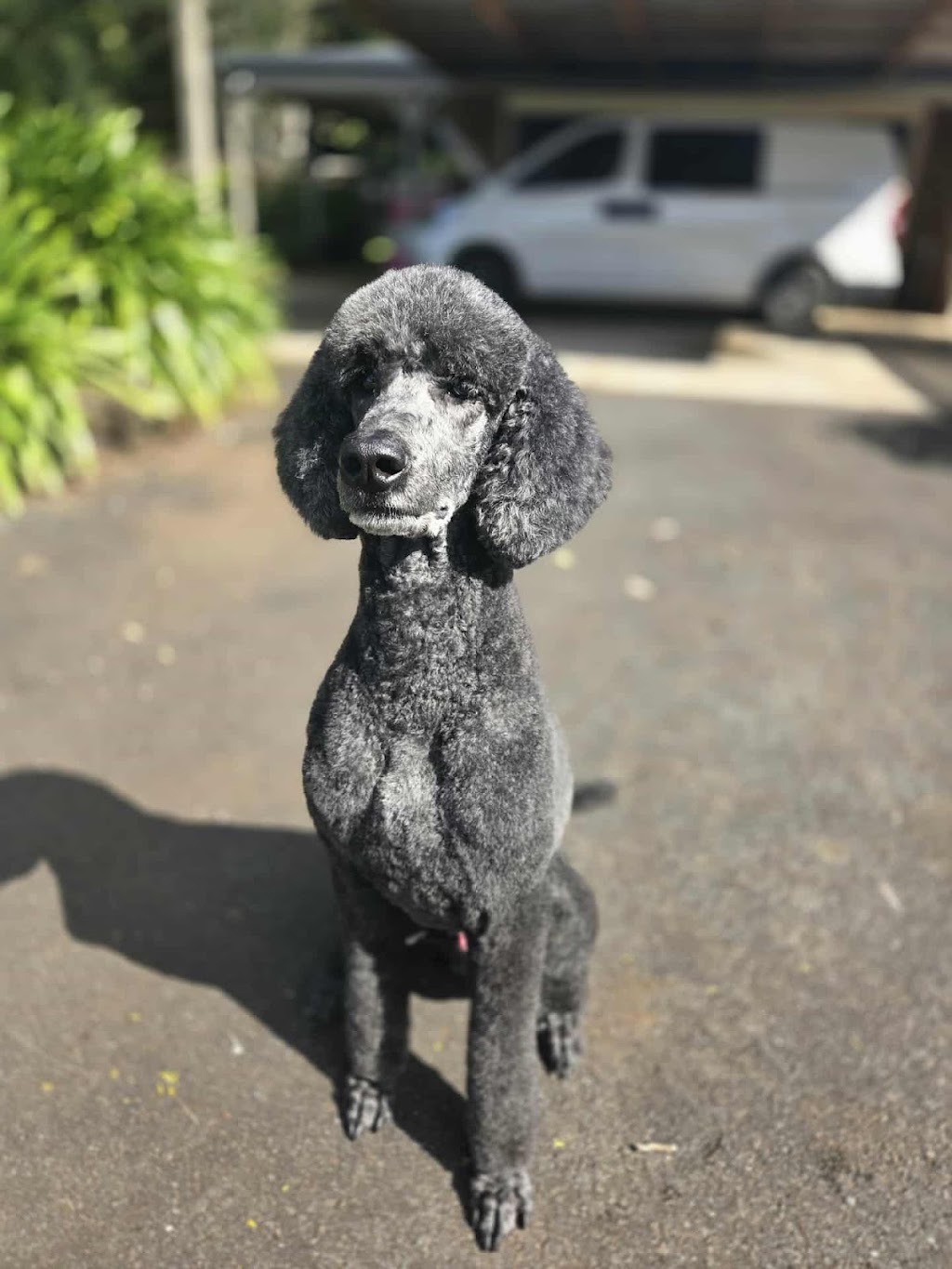 Botanipaws Spa | 122 Alstonvale Rd, Alstonvale NSW 2477, Australia | Phone: 0477 006 431