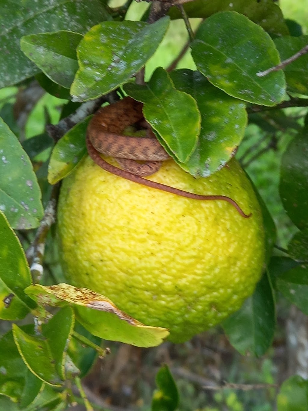 Bush Lemon Farm | 6 Bourkes Rd, Dows Creek QLD 4754, Australia | Phone: 0409 597 048