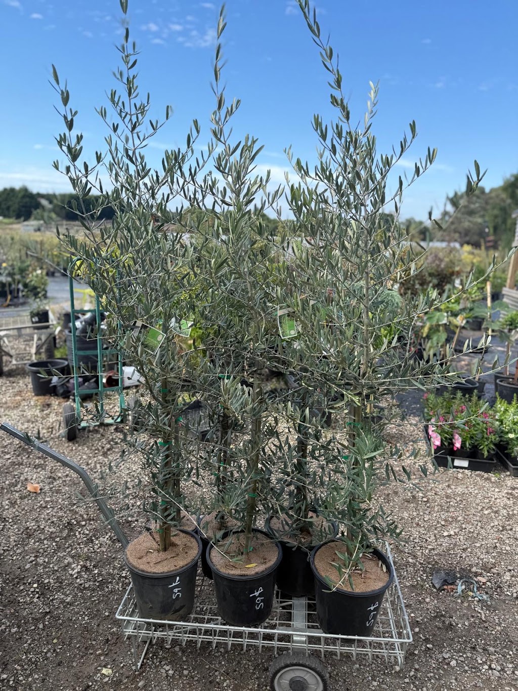 Neth Green | 210 Clyde-Five Ways Rd, Clyde VIC 3978, Australia | Phone: 0430 953 842