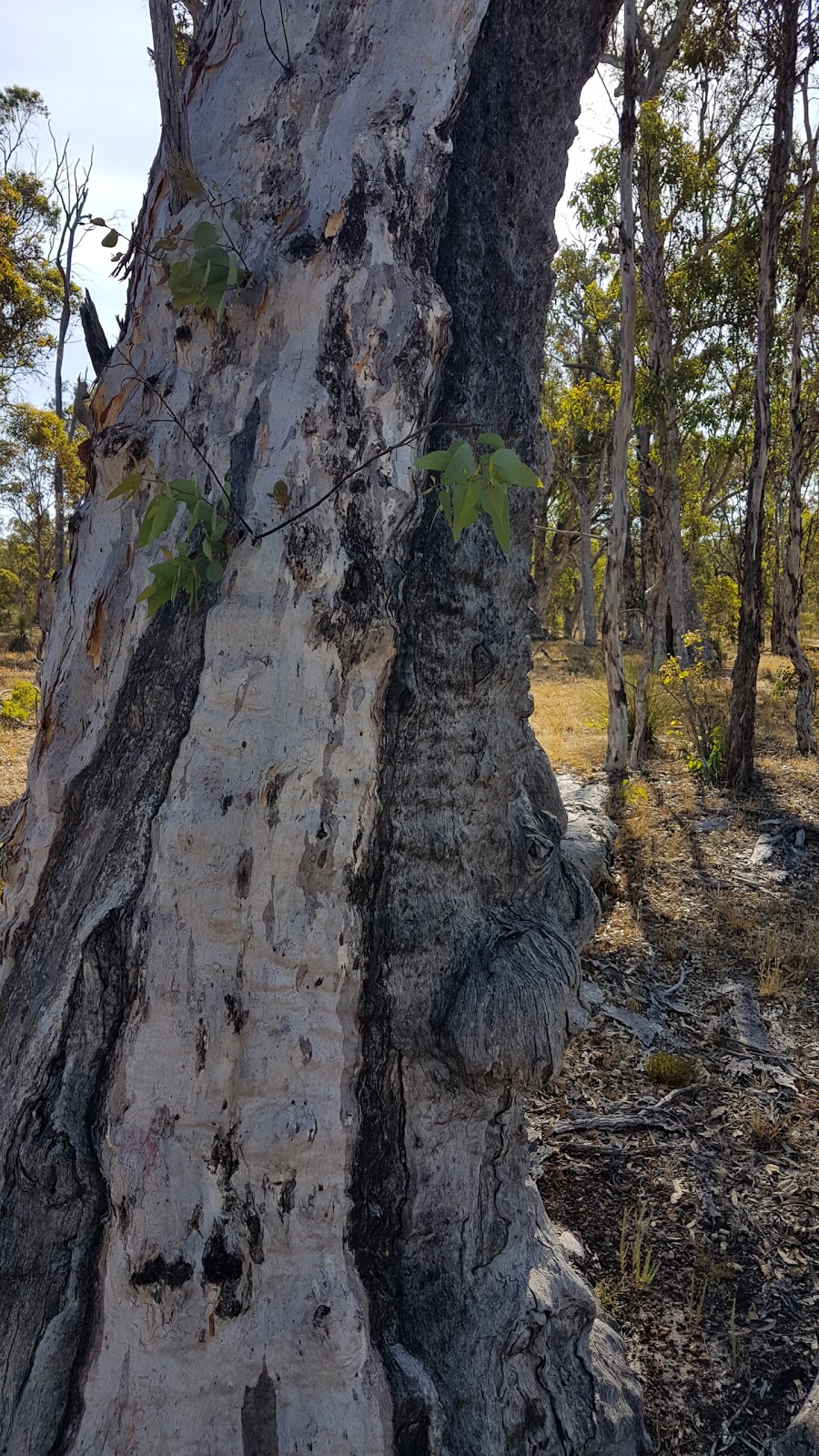 Wandoo National Park | park | Catchment Rd, Mount Observation WA 6302, Australia | 0892906100 OR +61 8 9290 6100