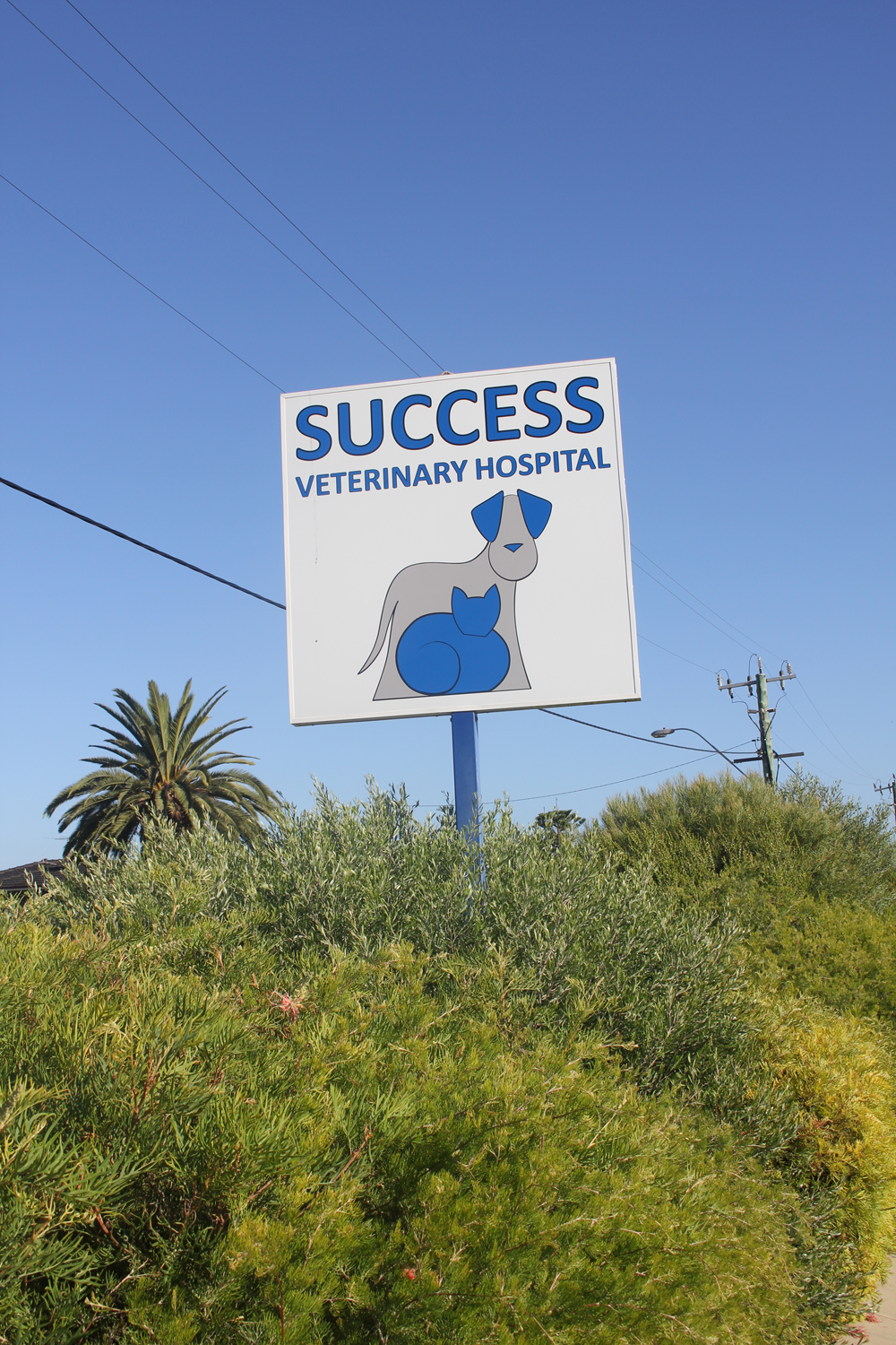 Success Veterinary Hospital | veterinary care | 93 Hammond Rd, Cockburn Central WA 6164, Australia | 0894149888 OR +61 8 9414 9888