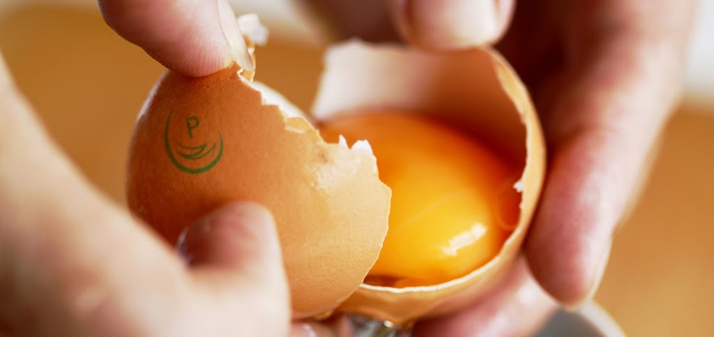 Australian Pasteurised Eggs Pty Ltd |  | 2 Foundation St, Wellcamp QLD 4350, Australia | 1800472333 OR +61 1800 472 333