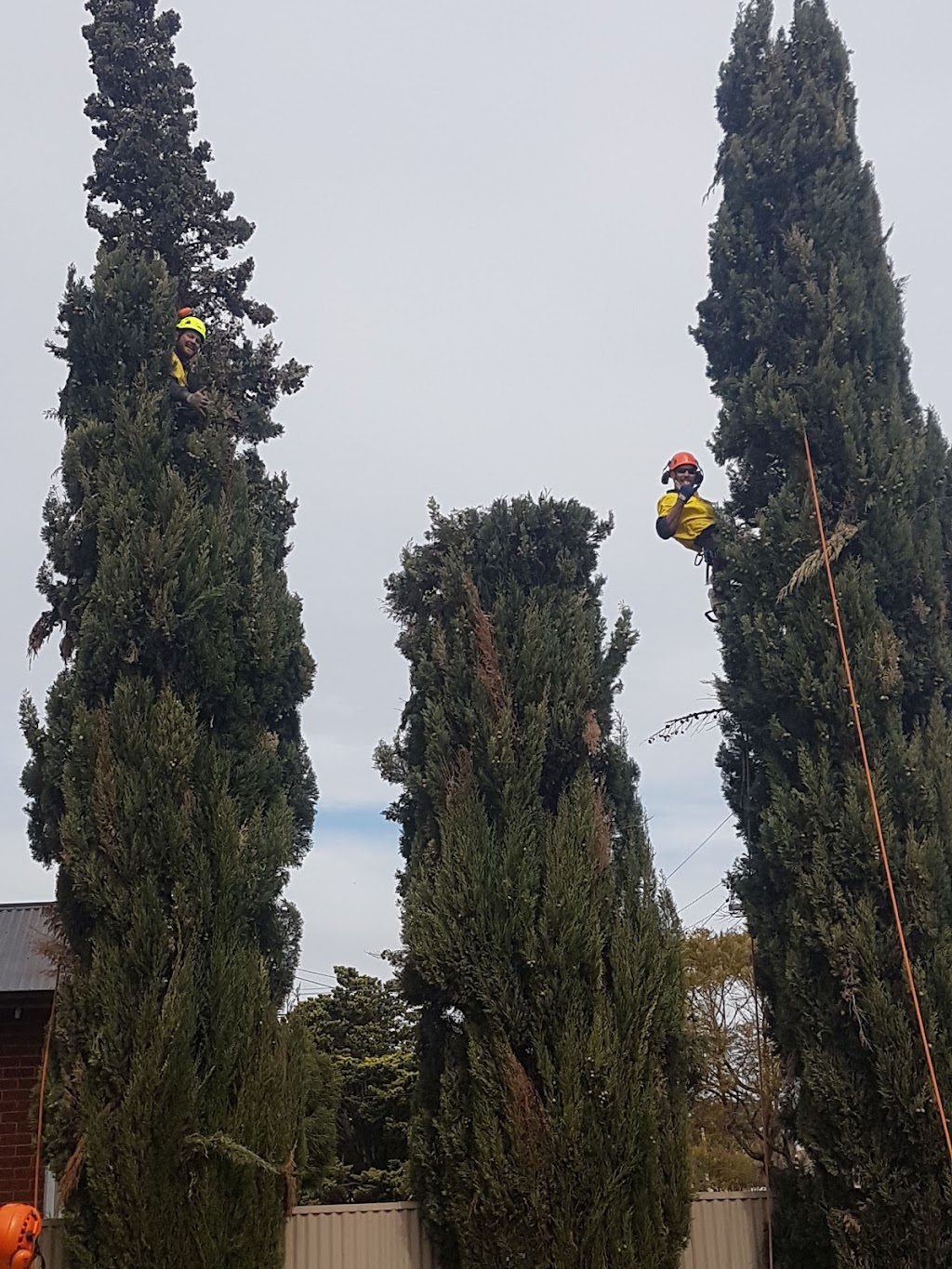 TJA Tree Services | 16 Krawarri St, Lonsdale SA 5160, Australia | Phone: 0408 920 284